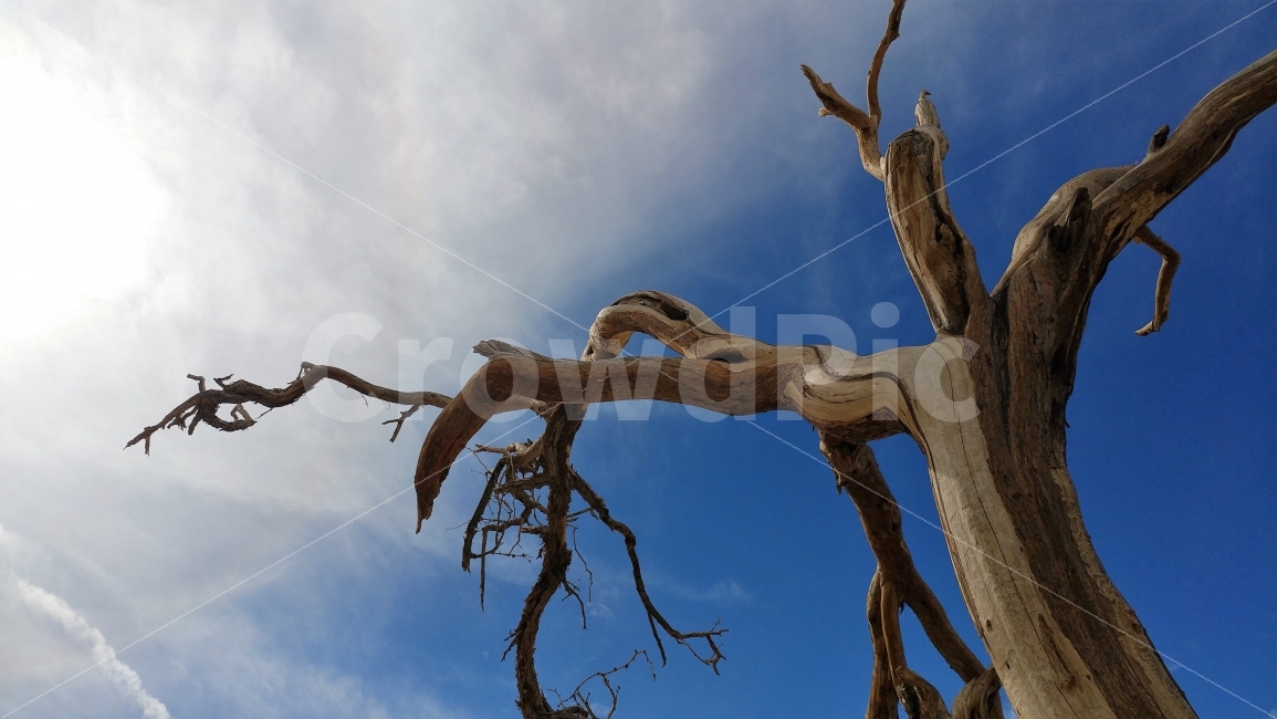 미국,중가주,캘리포니아,CentralCalifornia,DeathValley,켈리포니아,죽음의계곡,푸른하늘,흰구름,고목,사막,bluesky,beautyofnature,모래언덕,풍경,여행,식물,자연,plants,nature