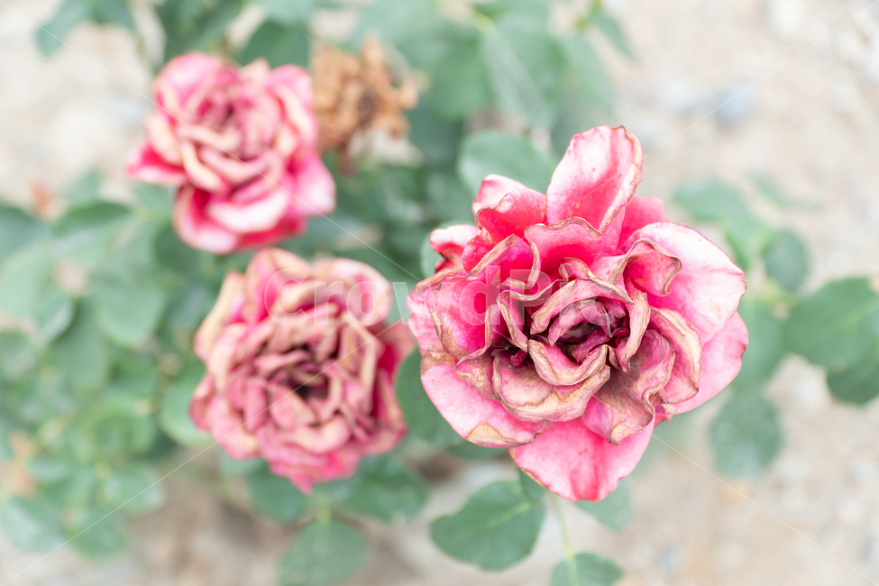 꽃,flower,rose,감성사진,장미,분홍,pink,식물,자연,plants,감성