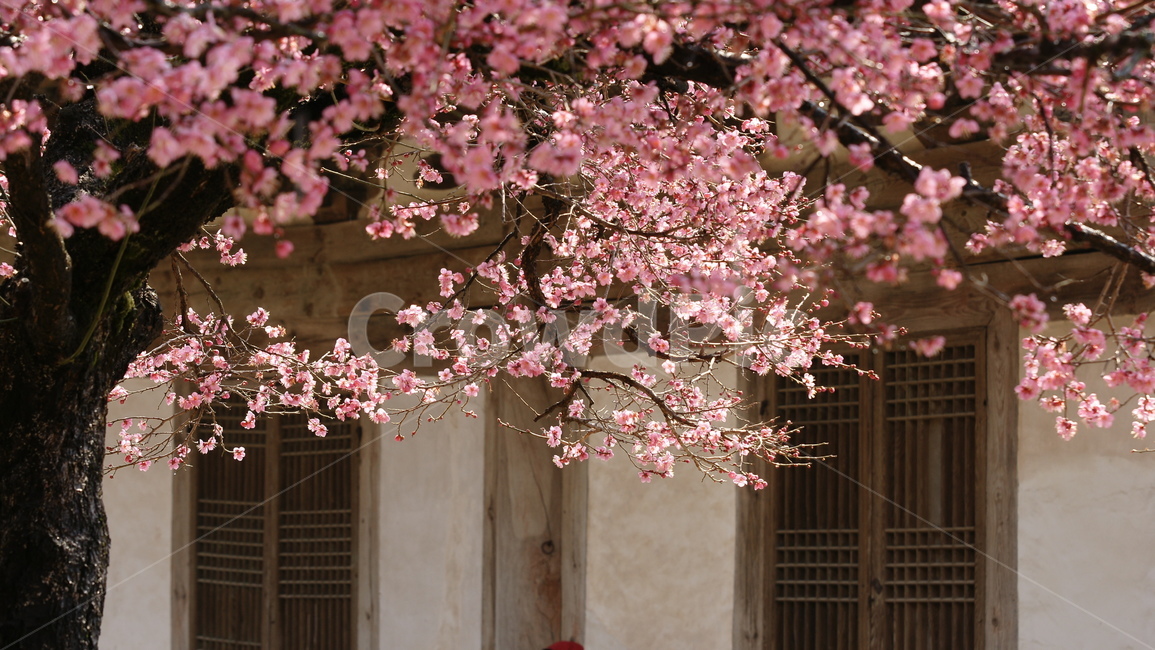 홍매화,통도사,양산,봄꽃,만개한,봄,계절,spring,season,한국전통,한국문화,korean traditional,korean culture,건축물,건물외관,exterior,building,structure,architecture,construction,plant,식물,flower,꽃,blossom,cherry blossom,벚꽃