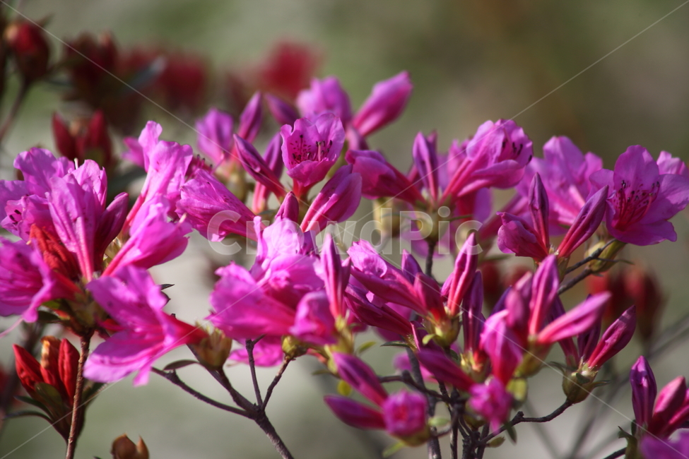철쭉,봄,꽃,rhododendronschlippenbachii,royalazalea