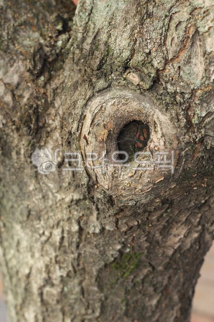 나무, 옹이, 나무줄기, tree, treetrunk, 사진,이미지,일러스트,캘리그라피 - joyfulharu작가