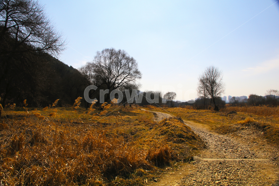 갈대,억새,풀,마른풀,풀숲,풀숲길,하천,강가,길가,가을,계절,fall,autumn,season,자연,풍경,nature,landscape,dirt road,흙길,road,도로,gravel,자갈,ground,바닥