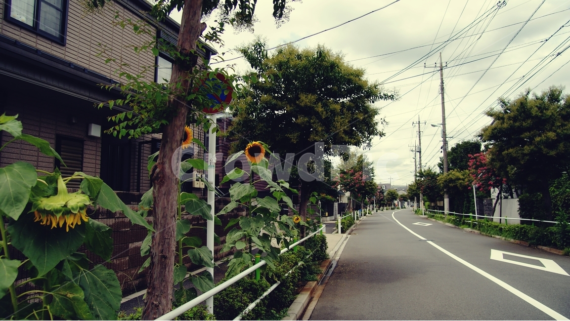골목,길,alley,동네,마을,town,타운,road,꽃,자전거,일본,도쿄,tokyo,japan,해바라기,sunflower,도시,풍경,city,landscape,해외,외국,세계,foreign,oversea,world,세계도시풍경,해외도시풍경,외국도시풍경,world cityscape,도로