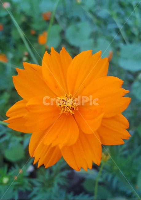 여름,꽃,근접,식물,flower