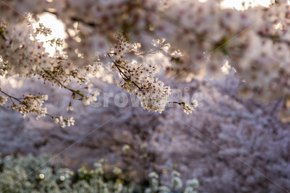 	봄,벚꽃,cherryblossom,꽃,자연,역광,풍경,하늘,나무,감성,봄,계절,spring,season,식물,자연,plants,nature,꽃,flower,plant,blossom