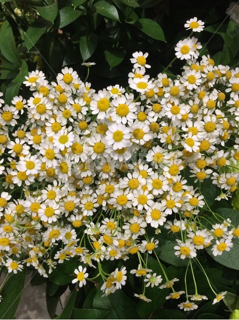 개망초,계란꽃,plant,식물,blossom,꽃,flower,annualfleabane,whitetop