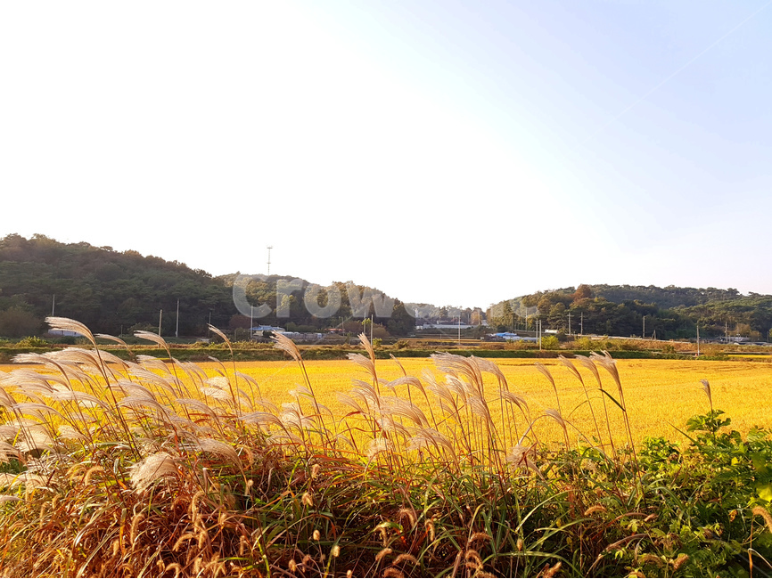 논,벼,풍경,가을,산,노랑,가을,계절,fall,autumn,season,자연,풍경,nature,landscape,한국자연풍경,한국자연경관,korea nature landscape,시골,마을,country,rural,town,grass,잔디,plant,식물,lawn