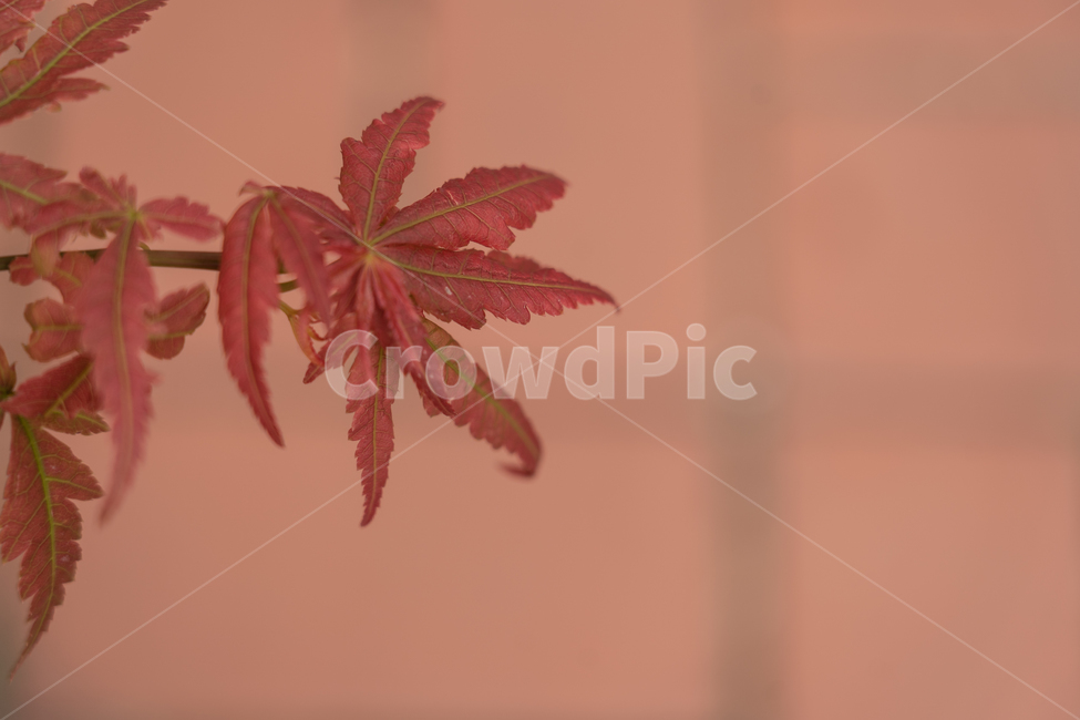 나무,나뭇잎,단풍,단풍잎,botanical,가을,계절,fall,autumn,season
