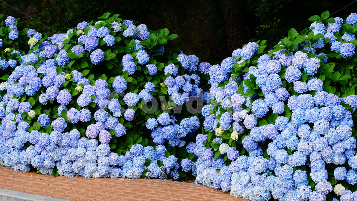 수국,수국꽃,꽃,꽃사진,식물,식물,자연,plants,nature,꽃,flower