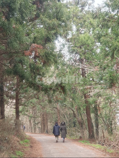 제주도,오름,숲,금악오름,두여자,뒷모습,흙길,나무,오솔길,산책,산책로,겨울숲