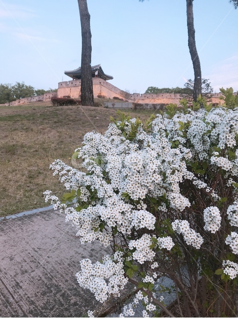 성곽,꽃,배경,풍경,나무,자연,길,산책로,화성