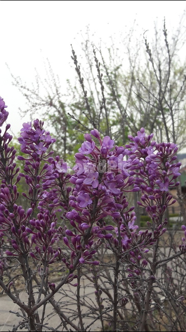 봄,푸른수목원,보라,친구의사랑,우애,봄,계절,spring,season,식물,자연,plants,nature,꽃,flower,plant,blossom