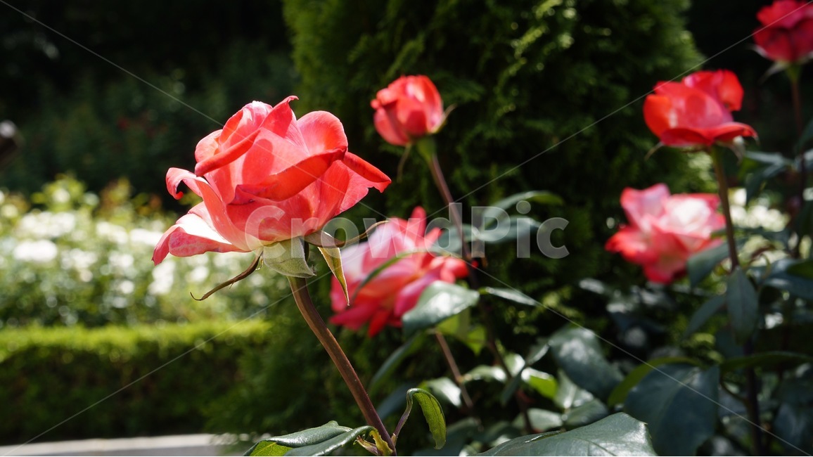 장미,rose,flower,flowers,꽃,꽃밭,장미정원,정원,자연,nature,red,빨간색,붉은색,빨간꽃