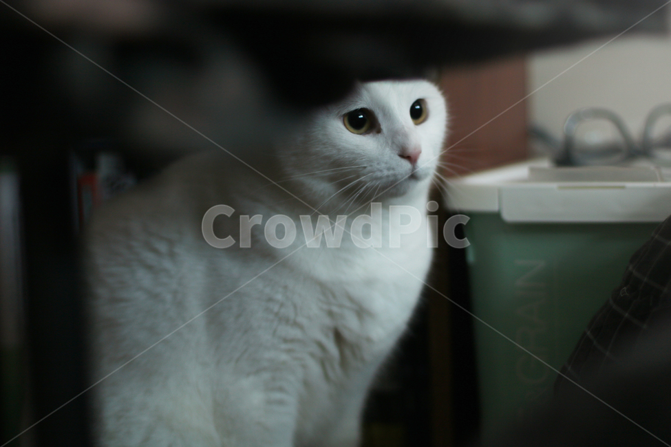 cat,animal,angora,앙고라,고양이,동물,동물,animal,포유류,mammal,고양이,cat,kitten,kitty