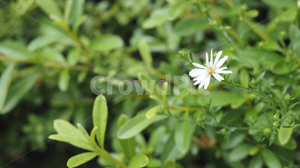 야생화,꽃,야생식물,wildflower,flower,식물,자연,plants,nature,꽃,flower