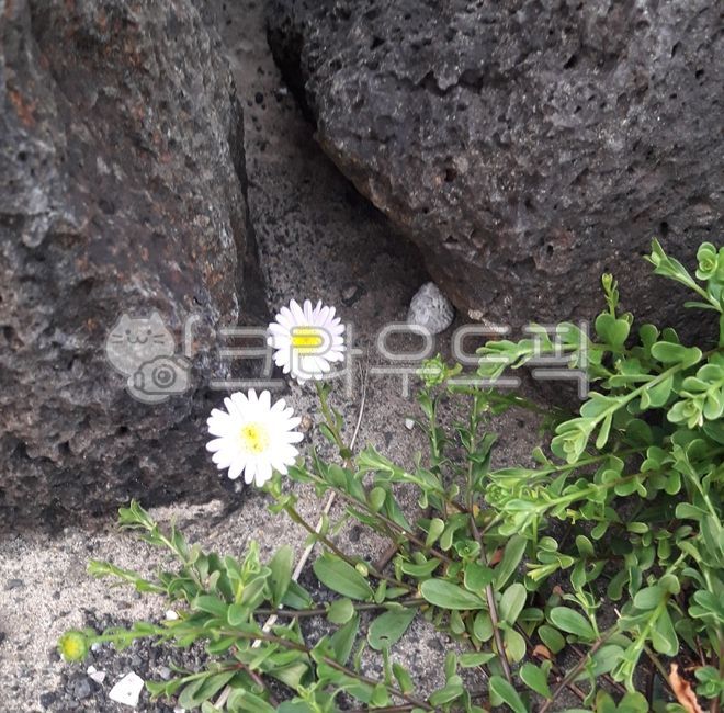 egg flower,basalt,daisy,Jeju Island Rock,flower
