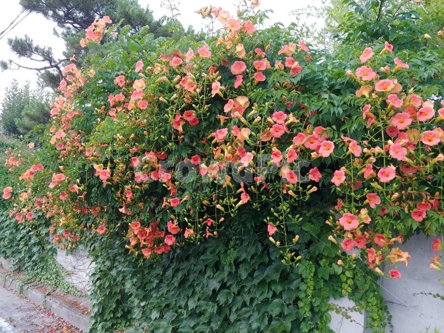 능소화,꽃,plant,식물,blossom,flower,식물,자연,plants,nature,꽃,flower
