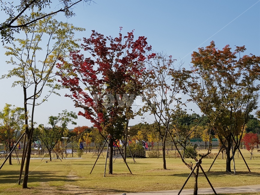 공원,단풍,가을,단풍나무,자연,나무,풍경,가을,계절,fall,autumn,season,tree,plant,식물,tree trunk,나무 줄기