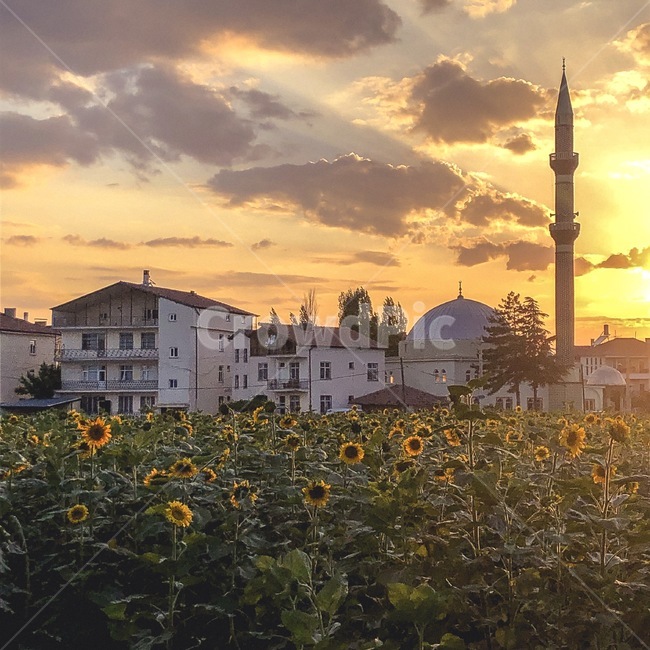 해바라기,sunflower,하늘,일몰,선셋,sunset,sunlight,sky,flower,neture,햇빛,꽃,자연,풍경,dome,둥근천장,architecture,건축물,building,건물