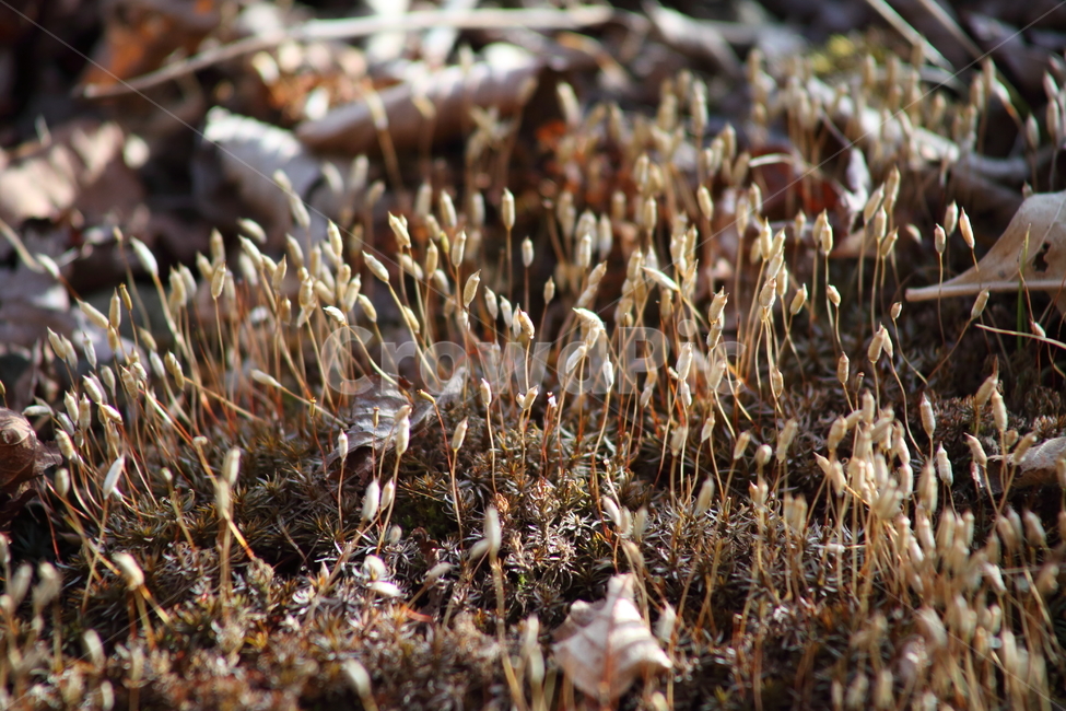 이끼,식물,선태식물,포자,moss,가을,계절,fall,autumn,season,식물,자연,plants,nature,plant