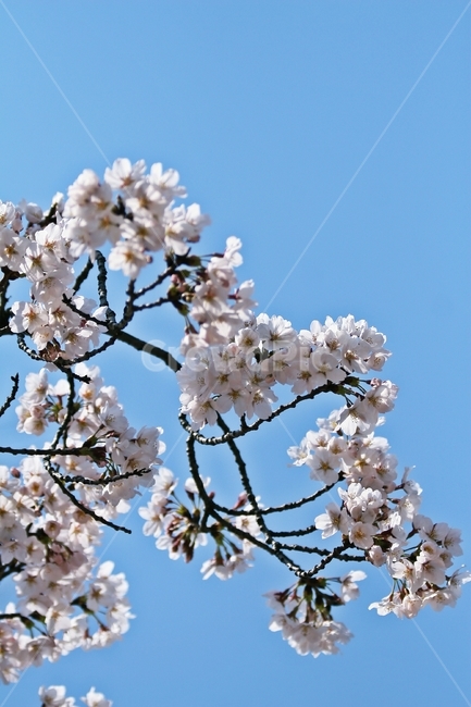 flower,blossom,plant,식물,꽃