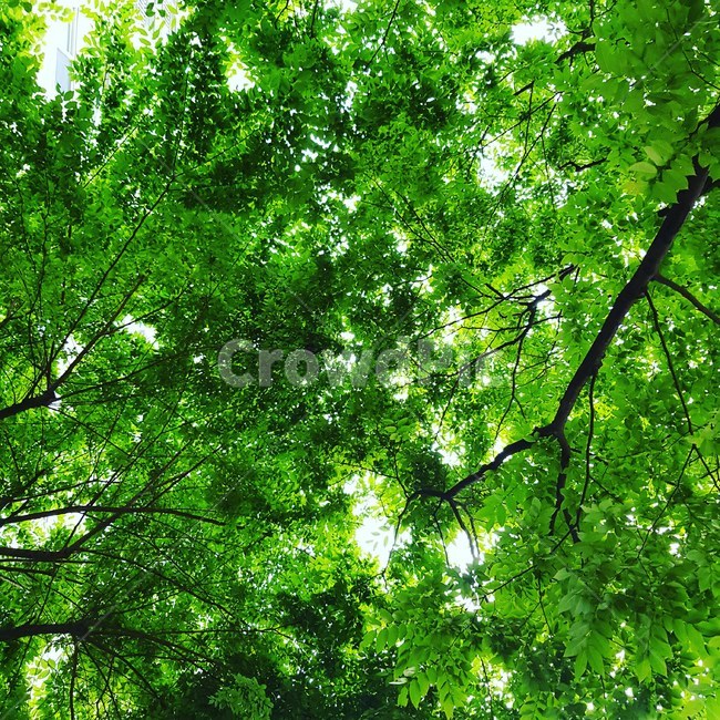 초록,풀,나무,하늘,빛,식물,자연,plants,nature