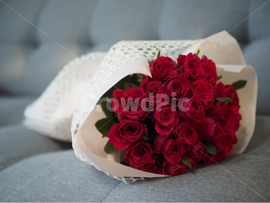 장미,빨간장미,선물,red,rose,식물,꽃,flower,redrose,gift,present,plant,plants,꽃다발,장미다발,장미꽃다발,bouquet,anniversary,기념일,붉은장미,빨강,레드,빨간색,부케,꽃,flower,기념일,축하,anniversary,congratulation,celebrate,celebration