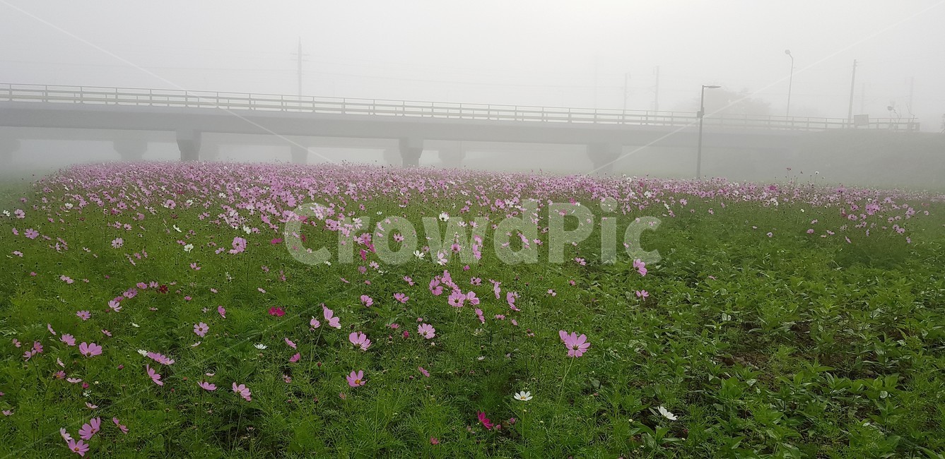 꽃,가을,코스모스,자연,식물,울타리,flower,nature,서정,감성,순수,분홍색,pink,green,autumn,안개,fog,다리,bridge,가을,계절,fall,autumn,season,자연,풍경,nature,landscape,outdoors,옥외,weather,날씨