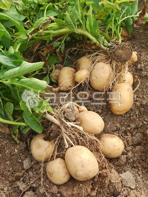 감자,감자밭,감자수확,감자재배,농작물,채소