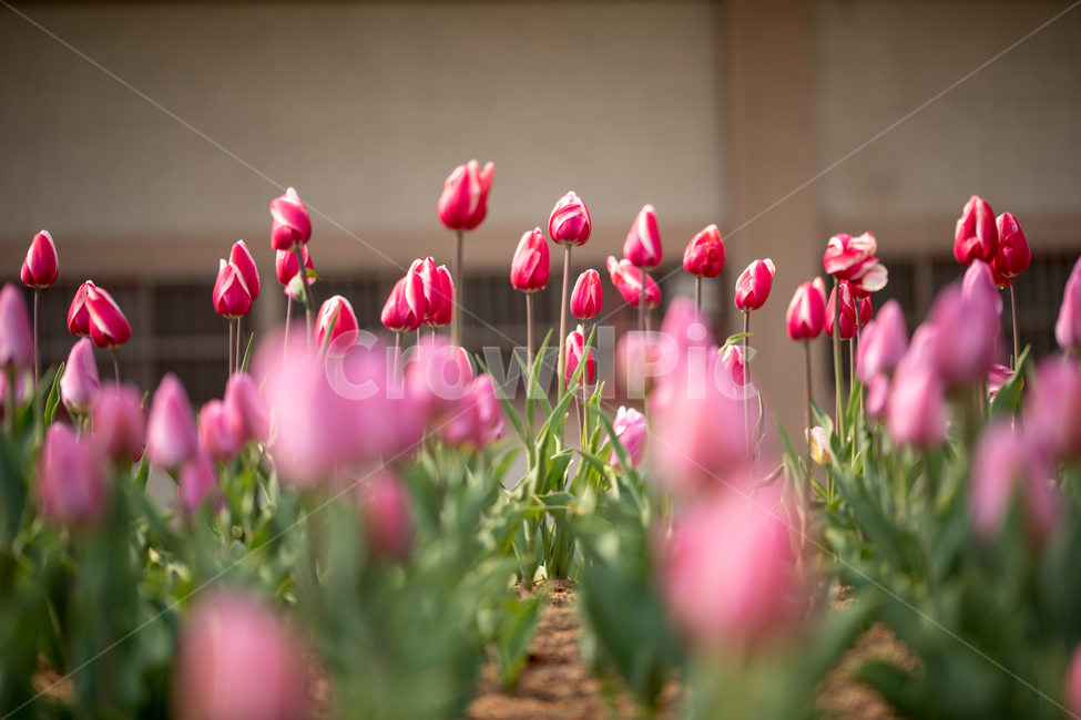 튤립,꽃,봄,봄꽃,식물,야외,실외,봄,계절,spring,season,식물,자연,plants,nature,꽃,flower,plant