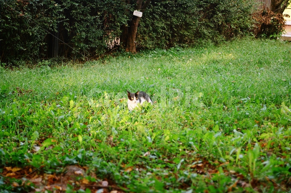 잔디,grass,plant,감성,sensiblefeeling,야외,식물,자연,plants,nature,필름,film,고양이,cat,초록색,동물,animal,포유류,mammal,고양이,cat,kitten,kitty