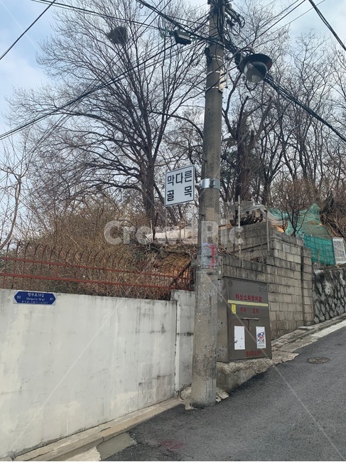 막다른,골목,전봇대,가로수,쓸쓸함,담,나무