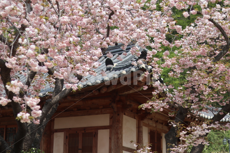 겹벚꽃,왕벚꽃,핑크,봄,풍경,봄,계절,spring,season,한국전통,한국문화,korean traditional,korean culture,식물,자연,plants,nature,꽃,flower,plant,blossom