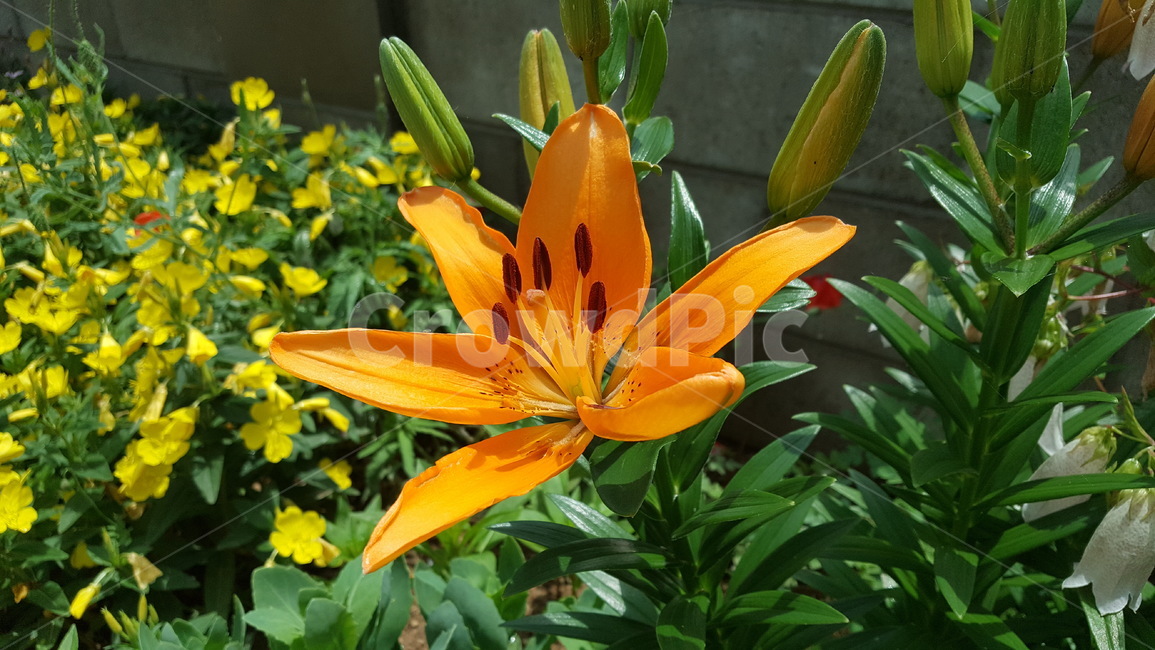 주황색꽃,flower,꽃,주황색,화단