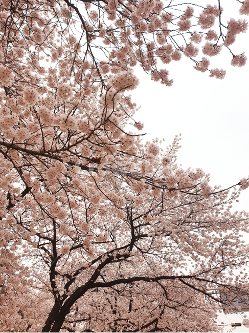봄,식물,꽃,벚꽃,flower,cherryblossom,plant,white,pimk,식물,자연,plants,nature,꽃,flower