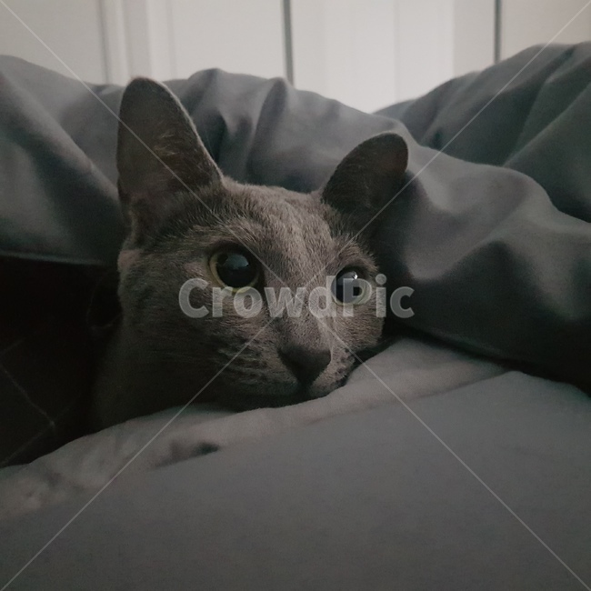 고양이,단모묘,반려묘,반려동물,러시안블루,cat,동물,animal,포유류,mammal,고양이,cat,kitten,kitty