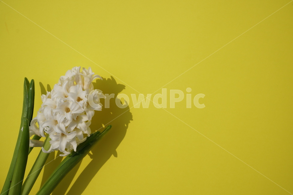 꽃,배경있는꽃사진,꽃사진,흰색꽃,예쁜꽃,식물,자연,plants,nature,꽃,flower,색깔,색상,색채,색감,color sense,color sensitivity,feeling of color