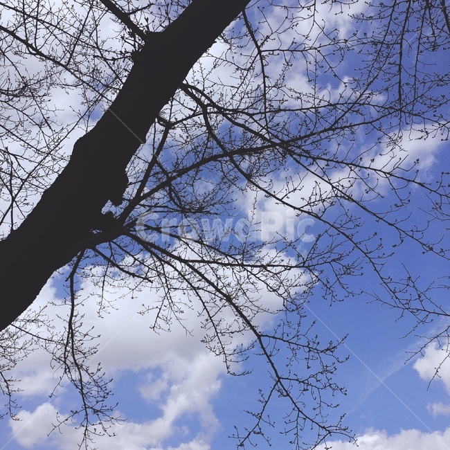 하늘,풍경,나무,구름,빈티지,감성,따뜻함,맑음,nature,landscape,sky,vintage,cloud,맑은날,여름,쓸쓸함,식물,배경,자연,풍경,nature,landscape,tree,plant,tree trunk,나무 줄기
