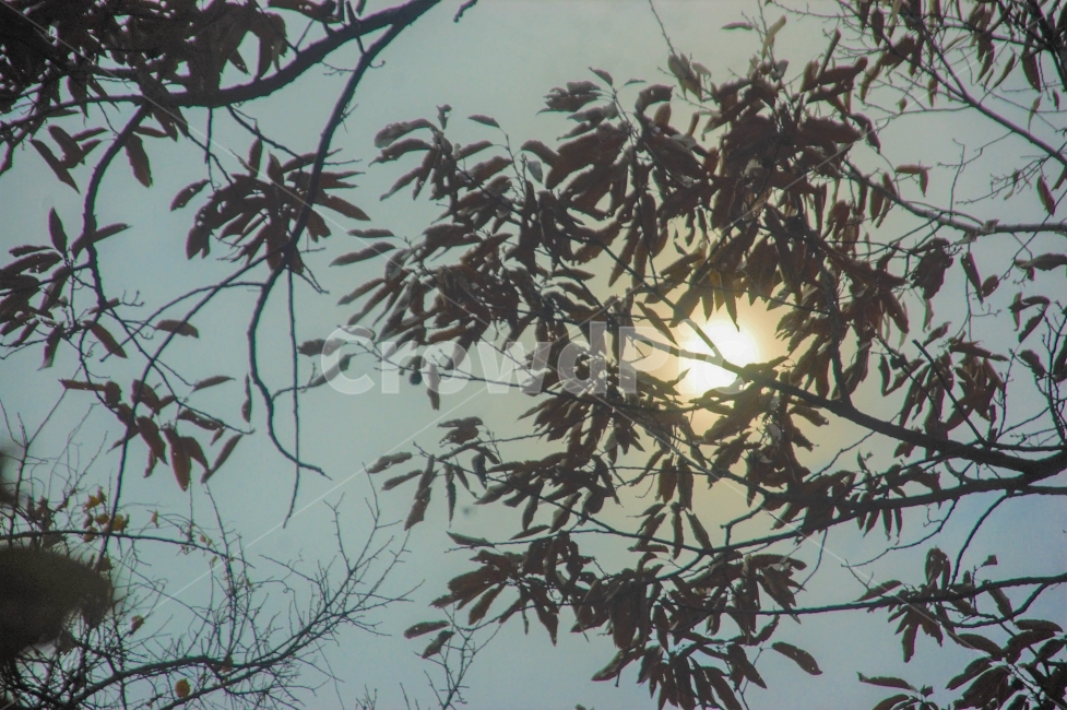자연,나무,가을,산,태양,나뭇잎,숲,대구,와룡산,분위기,감성,식물,자연,plants,nature