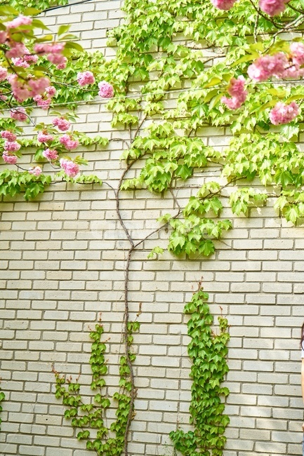 겹벚꽃,봄,핑크,꽃,cherryblossom,감성,spring,담쟁이덩굴,연두