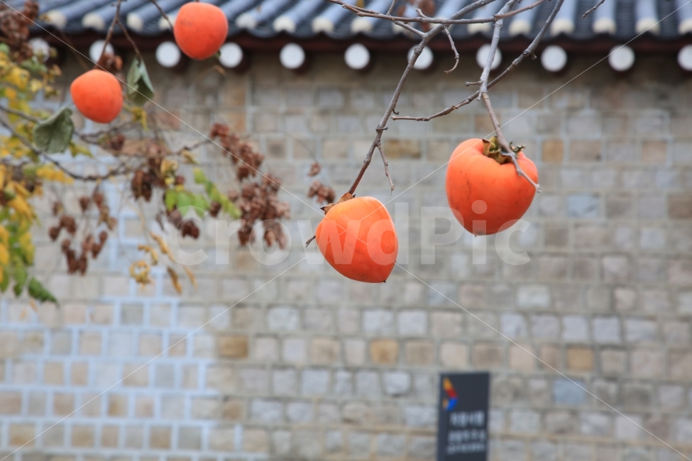 감,감나무,나무,가을,홍시,가을,계절,fall,autumn,season,식물,자연,plants,nature,과일,열매,fruit,plant,food,음식,persimmon
