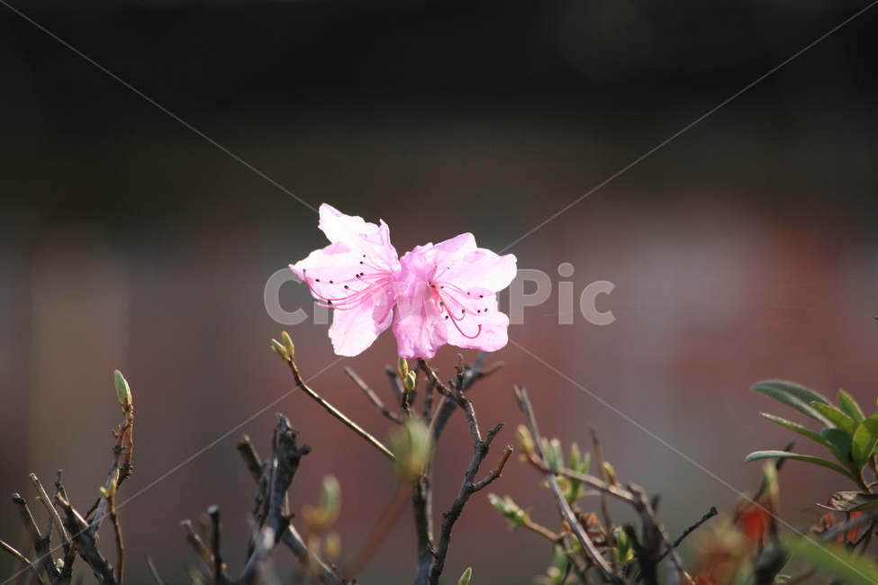 진달래,plant,식물,flower,꽃,분홍색,진분홍
