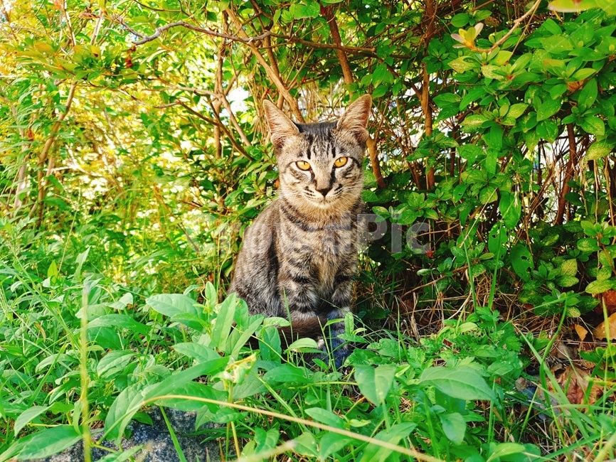고양이,길냥이,동물,포유류,귀여운,동물,animal,포유류,mammal,고양이,cat,kitten,kitty
