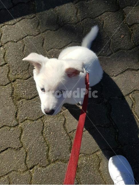 강아지,애완견,귀여운강아지,dog,애완동물