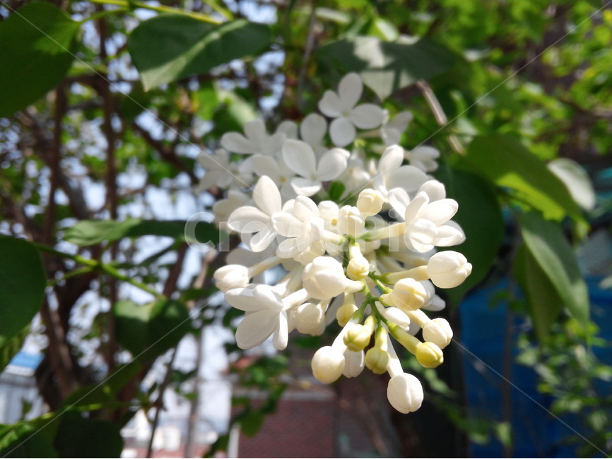 라일락,꽃,봄,향기,싱그러움,식물,텃밭,식물,자연,plants,nature,꽃,flower