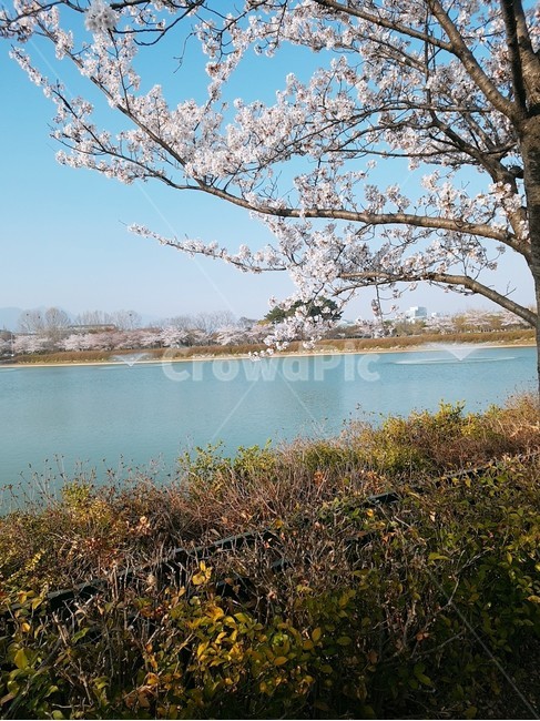 plant,식물,호수,벚꽃,꽃,나무,울타리,lake,flower,tree,water,물,fense,leaf,잎,잎사귀,cherryblossoms,blossom,cherryblossom