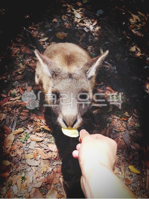 호주,시드니,왈라비,캥거루,산