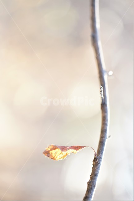 마른잎,마른가지,겨울잎,고엽,감성,아웃포커스,식물,자연,plants,nature