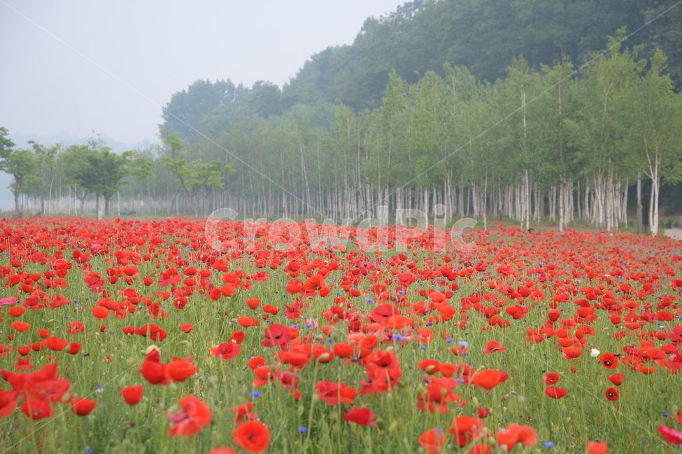 plant,식물,자작나무,양귀비,공원,봄,아침,자연,풍경,nature,landscape