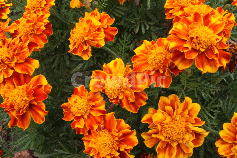 꽃,식물,화단용,천수국속,marigold,식물,자연,plants,nature,꽃,flower